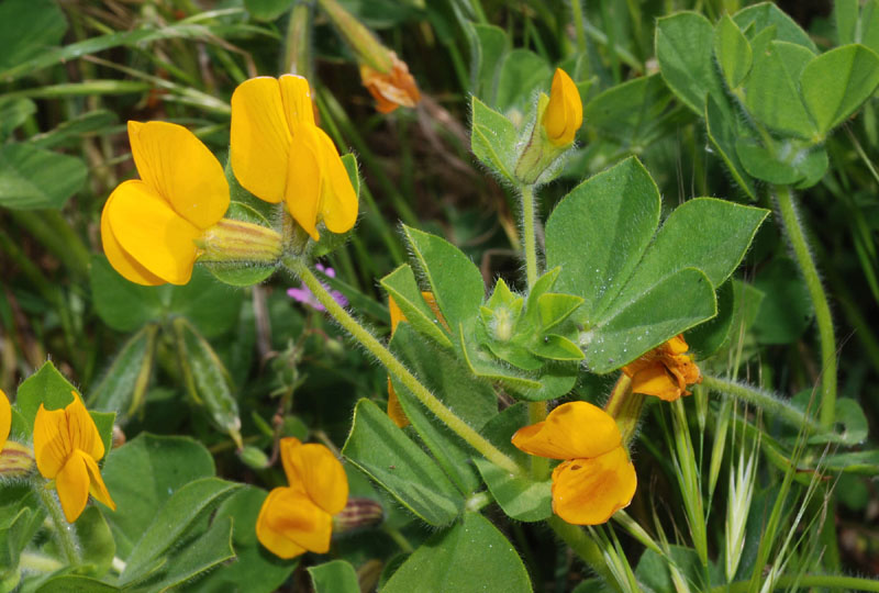 Tetragonolobus biflorus (=Lotus biflorus) / Ginestrino aranciato